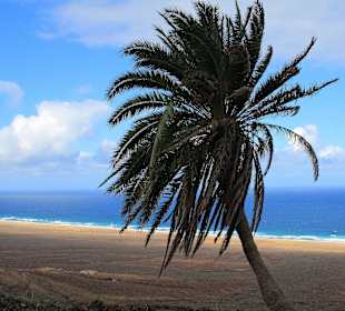 Picknick unter Palmen