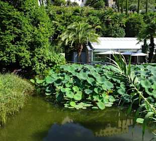 Lotus am See von Schloss Trauttmansdorff