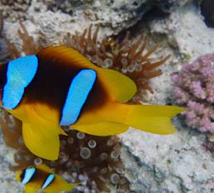 Nemo darf nicht fehlen: Clownfisch(e)