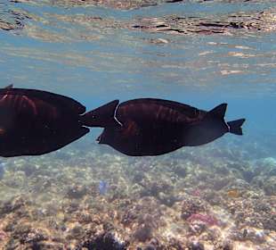 Schnorcheln Marsa Alam