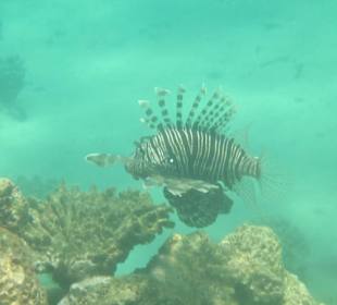 Feuerfisch vom Hausriff