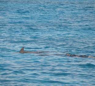 Delfine und die Chefin