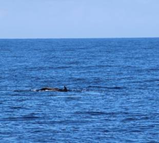 Bootsausflug Wahl-/Delfinbeobachtung