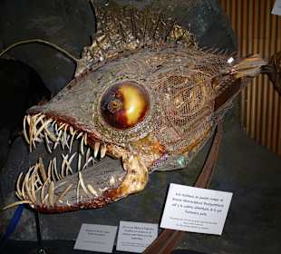 Modell eines Fisches