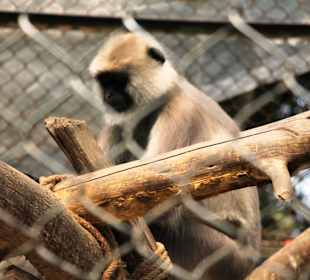 Padmaja Naidu Himalayan Darjeeling Zoo