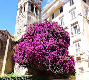 Riesige Bougainvillea in Kerkyra