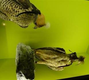 Die Waffenausstellung