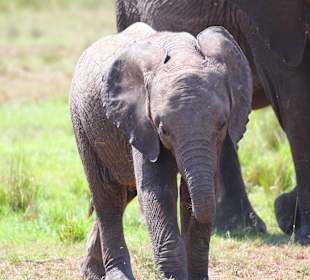 Das wird mal ein ganz großer 