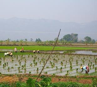 Coltivazioni di riso