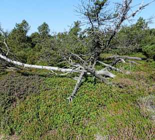 Abgestorbener Baum im Moor