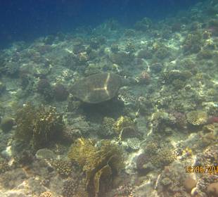 Schnorcheln Marsa Alam