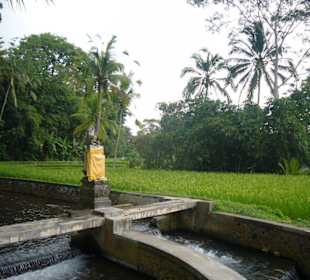 Reisterrassen von Ubud