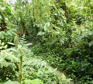 Wanderung durch den Nebelwald/Regenwald