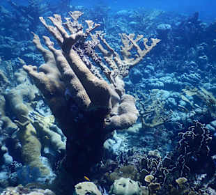 Schnorcheln Willemstad