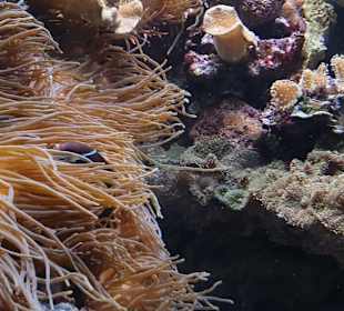 Allwetterzoo Münster