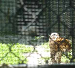 Zoo Naples