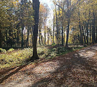 Schöner Waldweg