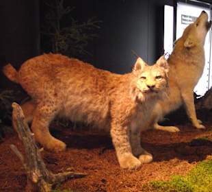Luchs und Wolf