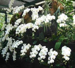 Сад орхидей