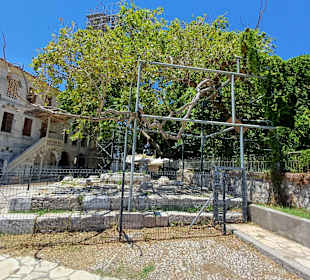 Baum des Hippokrates