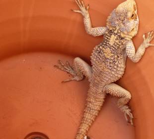 Impressive! An old friend...