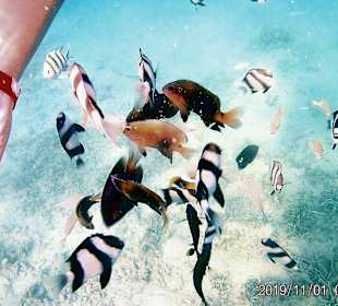 Schnorcheln Abu Soma