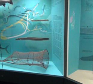 Fische