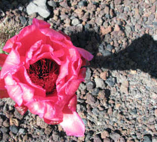 Echinopsis Huaschablüte