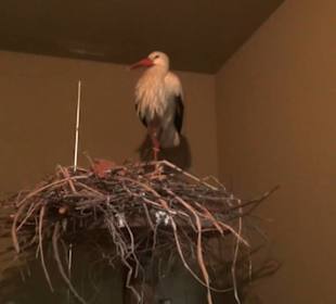 Museum Jagdtier + Vogelkunde