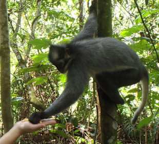 Frei lebender Affe bei Bukit Lawang