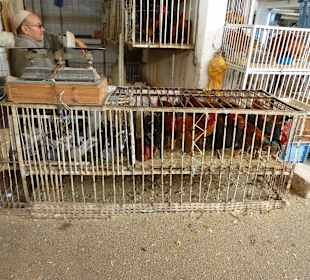 Viel zu kleine Käfige