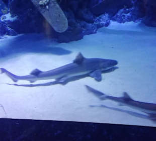 Aquarium Antalya