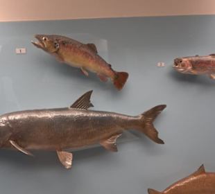 Natur- und Jagdmuseum