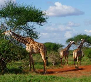 Giraffen beim Frühstück