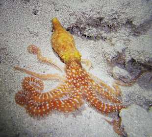 Mimic-Ocotpus Nachttauchen