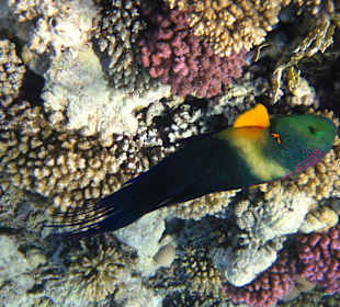 Schnorcheln Makadi Bay