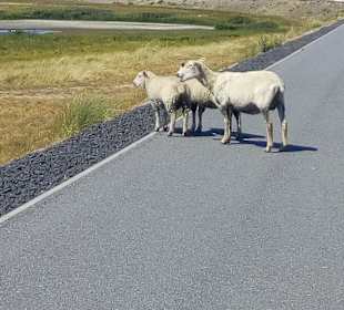 Wandern List auf Sylt