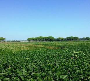 Feldanbau vorne noch erlaubt