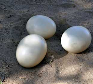 Straußennest mit Eiern