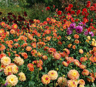 Zigtausend Herbstblumen!