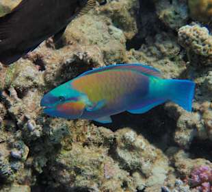 Schnorcheln Makadi Bay