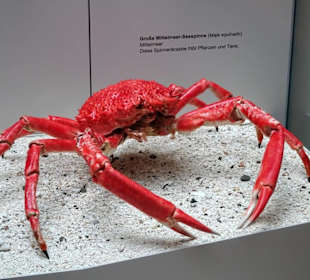 Exponate des Naturkundemuseums Coburg