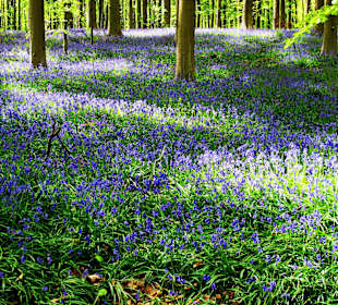 Hallerbos - wilde Hyazinthen