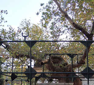 Baum des Hippokrates