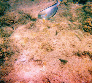 Schnorcheln am Hausriff