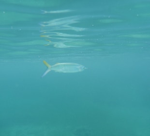 Fisch beim Schnorcheln