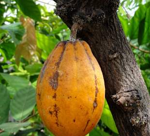 Kakaofrucht am Stamm