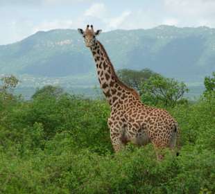 Neugierige Giraffe im Tsavo West