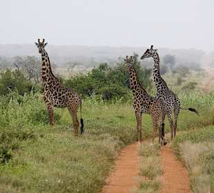 Nationalpark Kenia