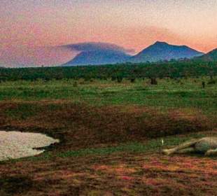 Löwe Tsavo East